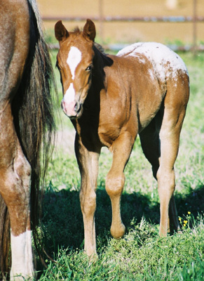 Icicle, pictured March 25, 2003