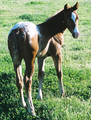 Icicle, pictured March 25, 2003