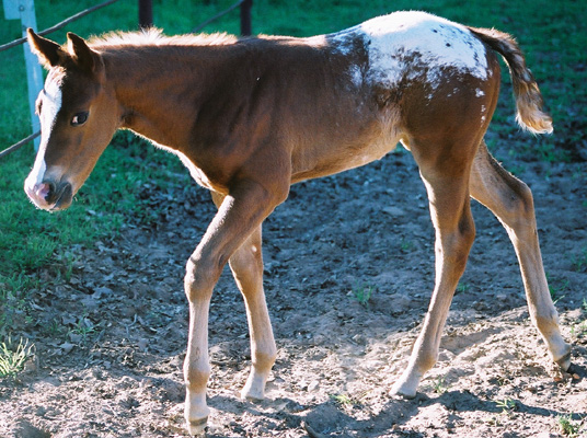 Icicle, pictured March 25, 2003
