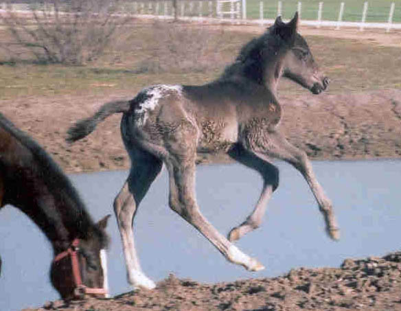 Charicature filly, pictured early February, 2004