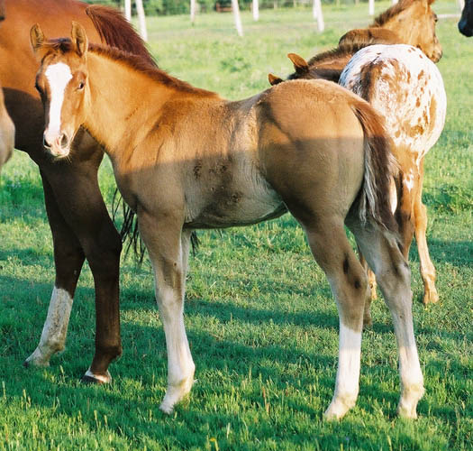 Invitational colt, pictured early May, 2004