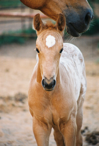 Charicature filly, pictured early May, 2004