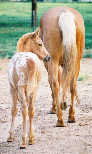 Charicature filly, pictured early May, 2004