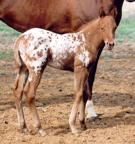 Charicature filly, pictured February 18, 2004