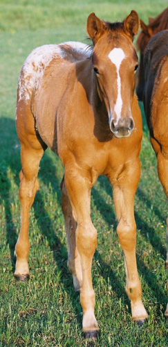 Invitational colt, pictured early May, 2004