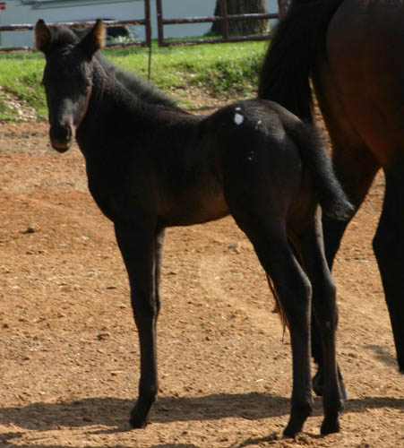Charicature filly, pictured mid-March 2005