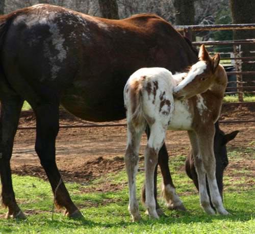 Invitational filly, pictured mid-March 2005