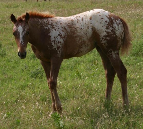 Charicature filly, pictured June 19, 2004