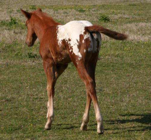 March Charicature Colt, pictured mid March 2005