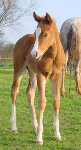 Invitational Filly, born in England