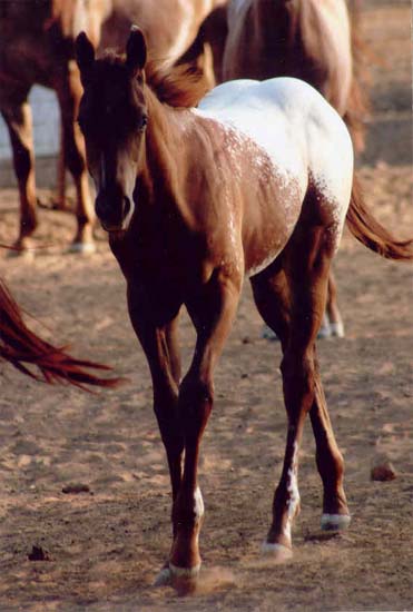 2006 ApHC Gelding, pictured August 2006