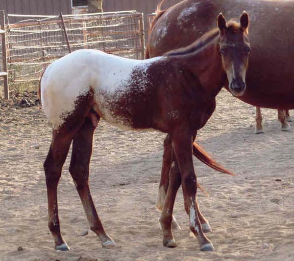 2006 ApHC Gelding, pictured August 2006