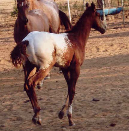 2006 ApHC Gelding, pictured August 2006