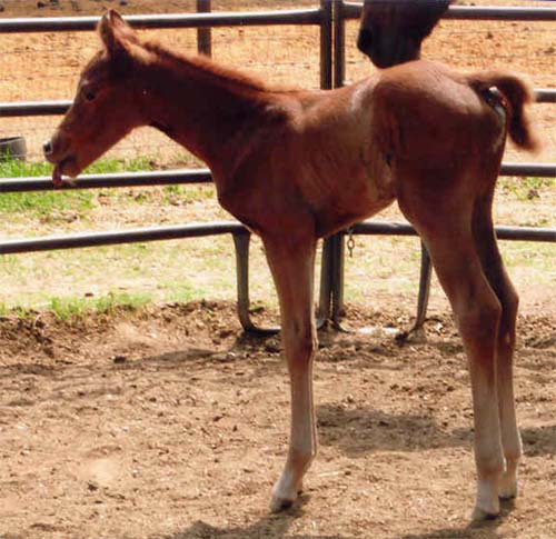 Charicature filly, pictured April 2, 2006