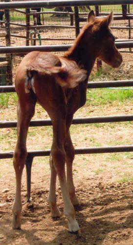 Charicature filly, pictured April 2, 2006