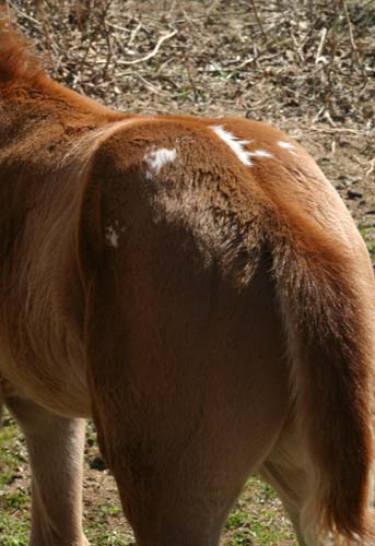 March 2006 Gelding, Invitational x Cartoon Series, pictured March 25, 2006.