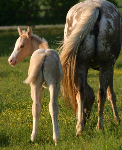 April 2007 Colt, Invitational x Shes Way Cool, pictured April 20, 2007.