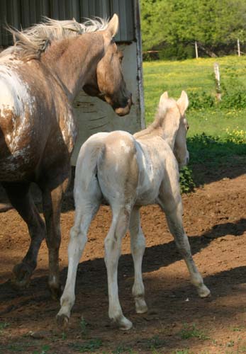 April 2007 Colt, Invitational x Shes Way Cool, pictured April 20, 2007.