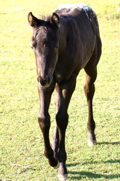 2008 filly, Charicature x Miss Chili Pepper, pictured April 2008.