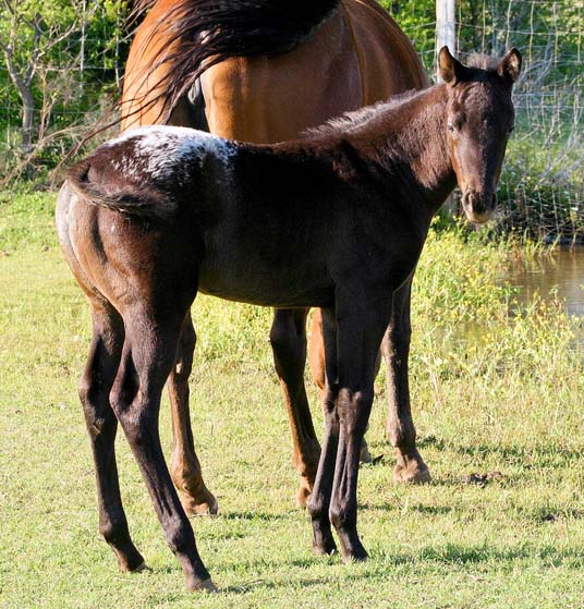 2008 filly, Charicature x Miss Chili Pepper, pictured April 2008.