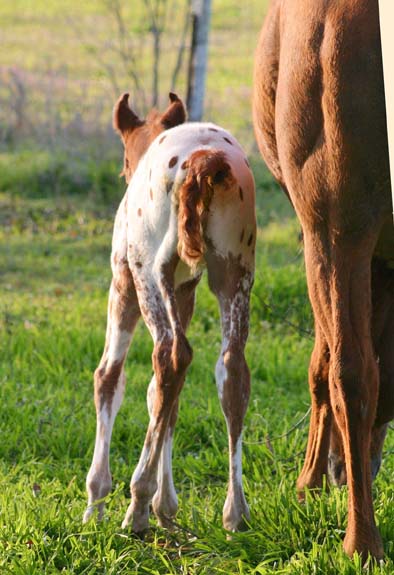 2010 Colt, Designated To B x Charicature, pictured March 2010.