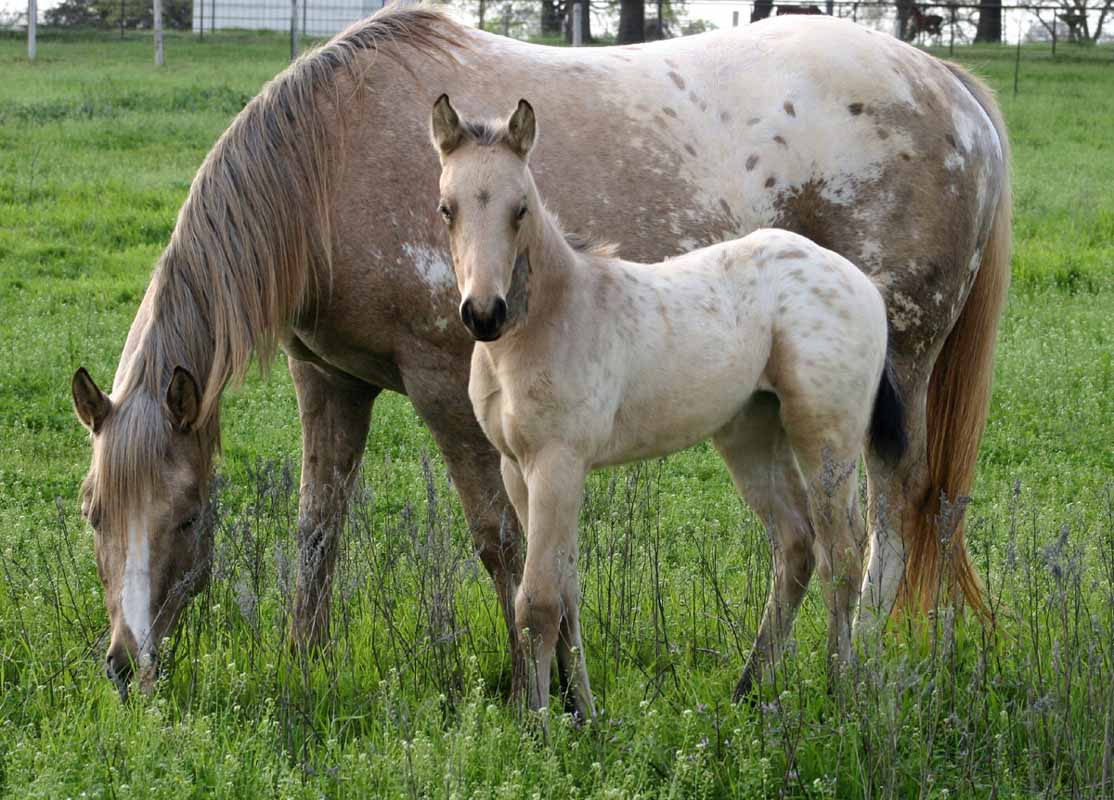 2012 filly 