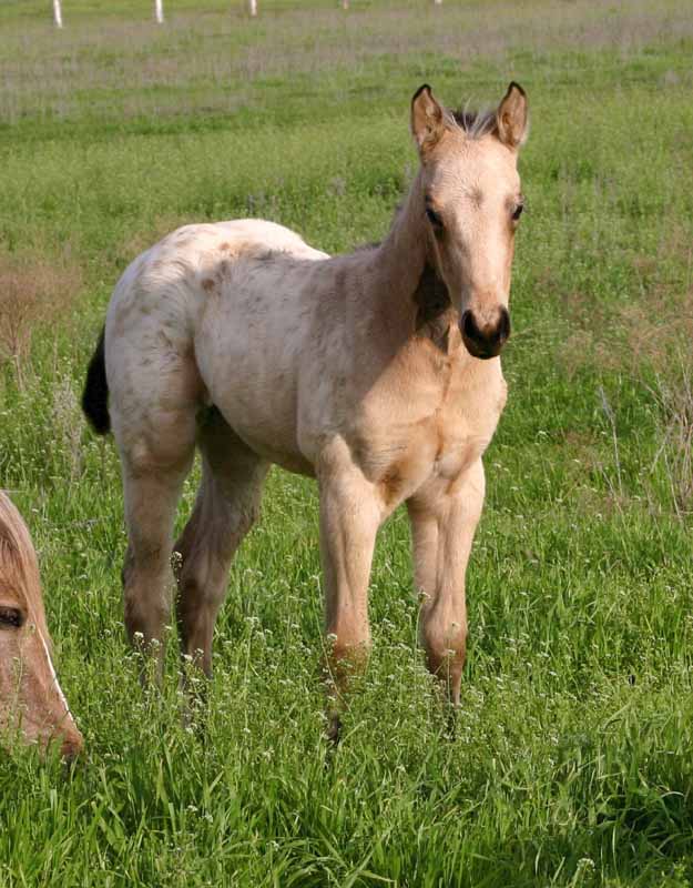 2012 filly 