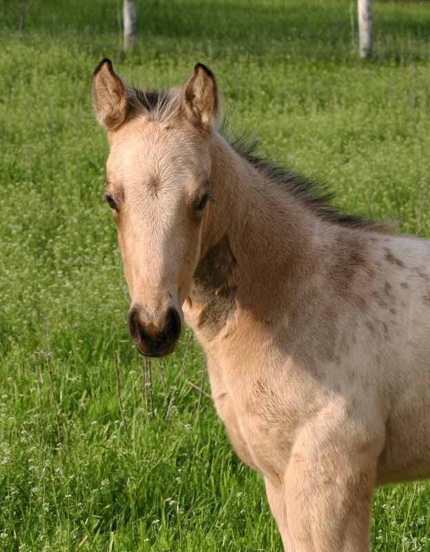 2012 filly 
