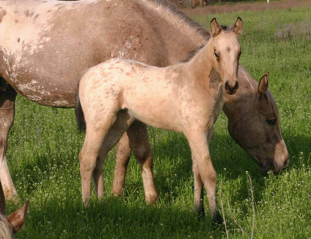 2012 filly 