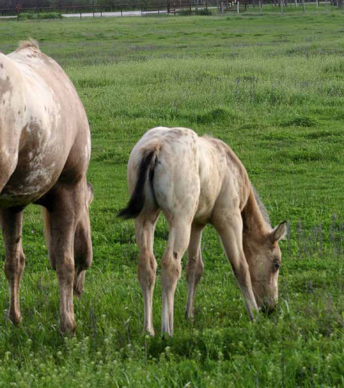 2012 filly 