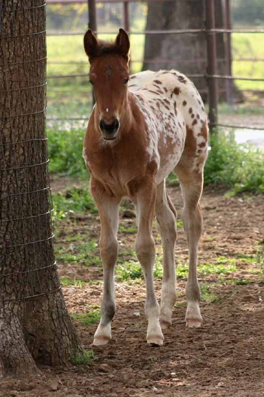 2012 filly, Cartoon Series x Invitational.