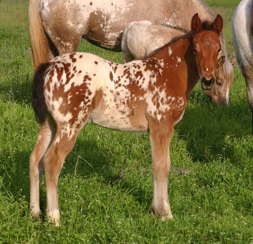 2012 filly, Cartoon Series x Invitational.