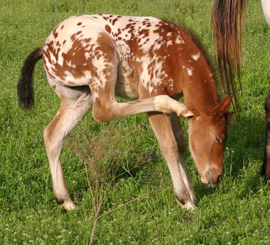 2012 filly, Cartoon Series x Invitational.