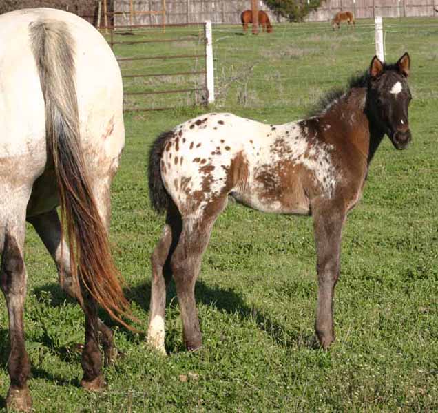 2013 Colt, Cartoon Series x Clued.