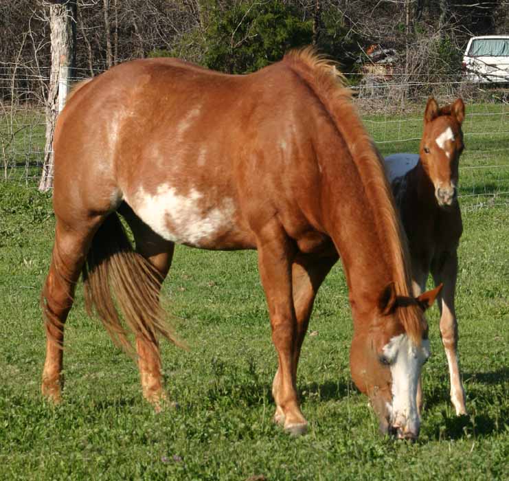 2013 Colt, Precise Clu x Illustrator.