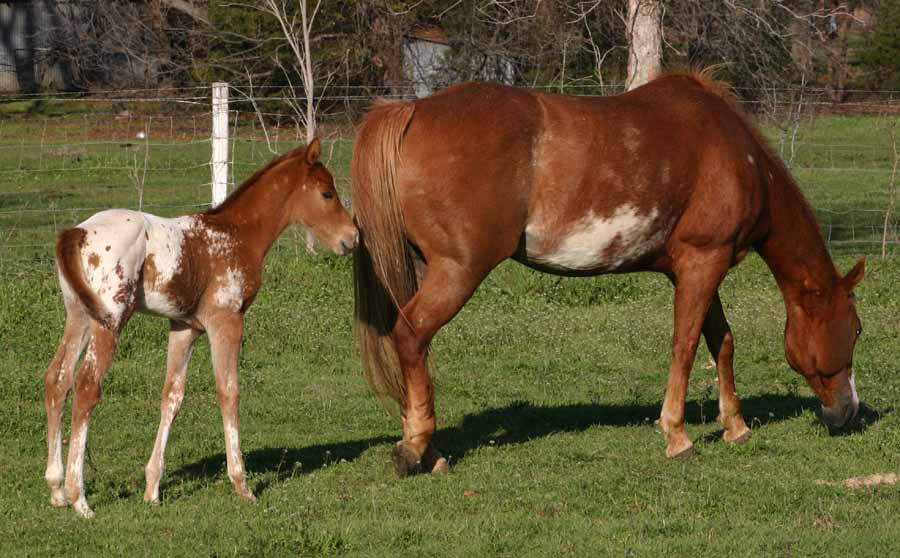 2013 Colt, Precise Clu x Illustrator.