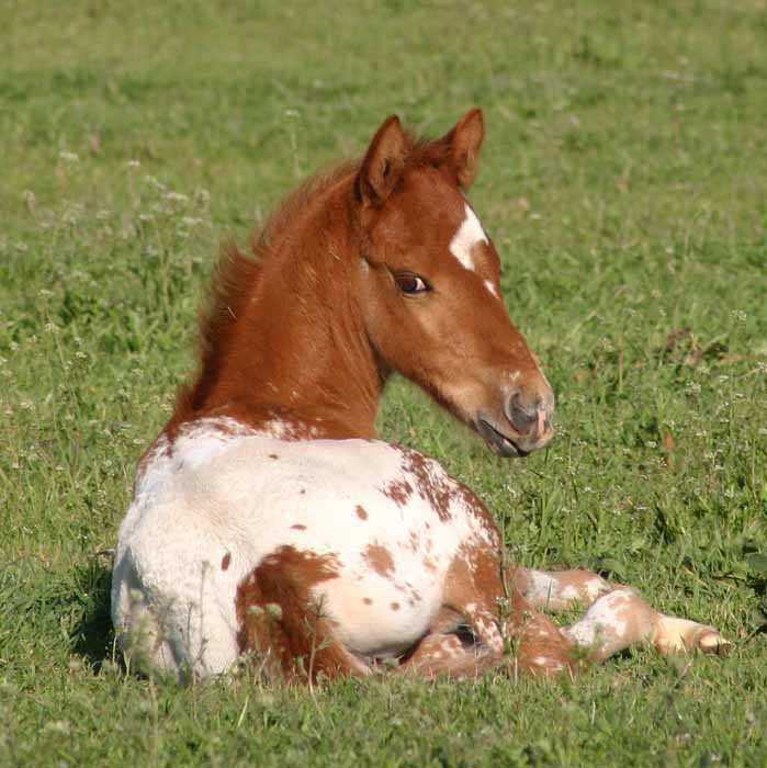 2013 Colt, Precise Clu x Illustrator.