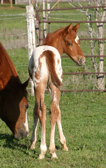 2013 Colt, Precise Clu x Illustrator.