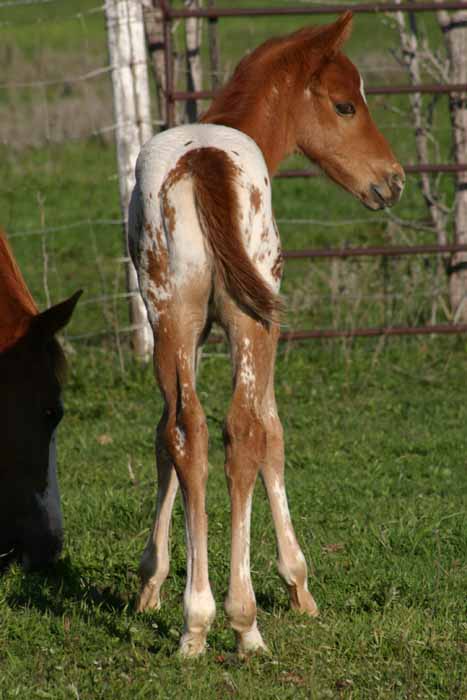 2013 Colt, Precise Clu x Illustrator.