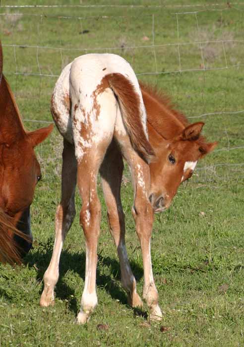 2013 Colt, Precise Clu x Illustrator.