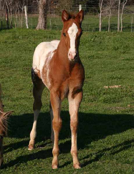 2013 Colt, Shes Way Cool x Illustrator.