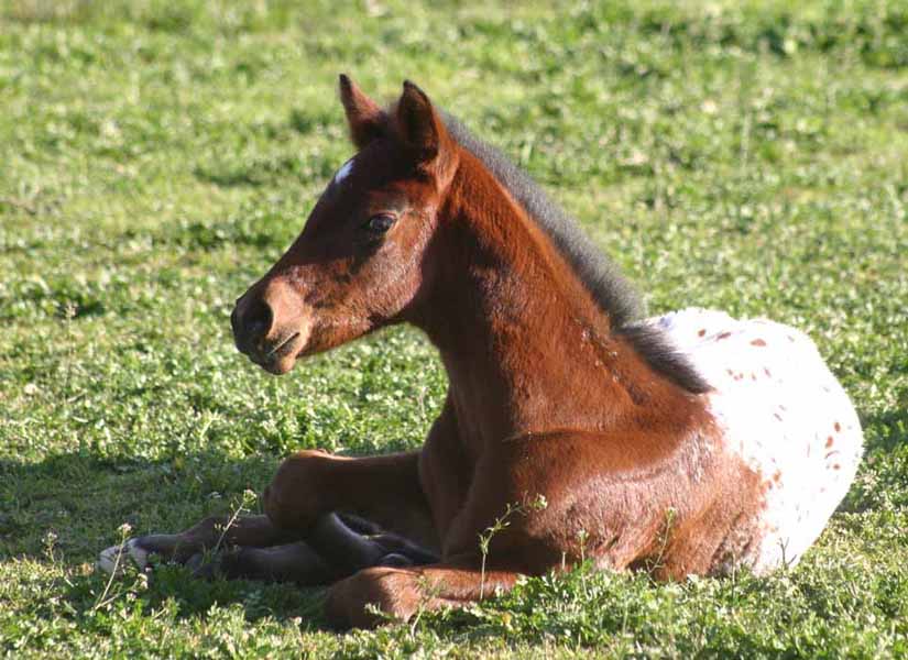 2013 Filly, Impulsive Niki by Impulsive Zipper x Illustrator.