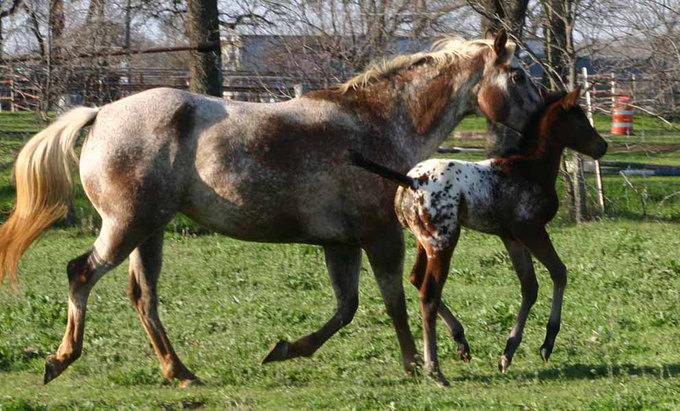 2013 Filly, Impulsive Niki by Impulsive Zipper x Illustrator.