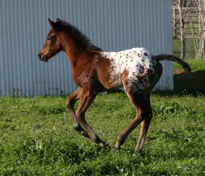 2013 Filly, Impulsive Niki by Impulsive Zipper x Illustrator.