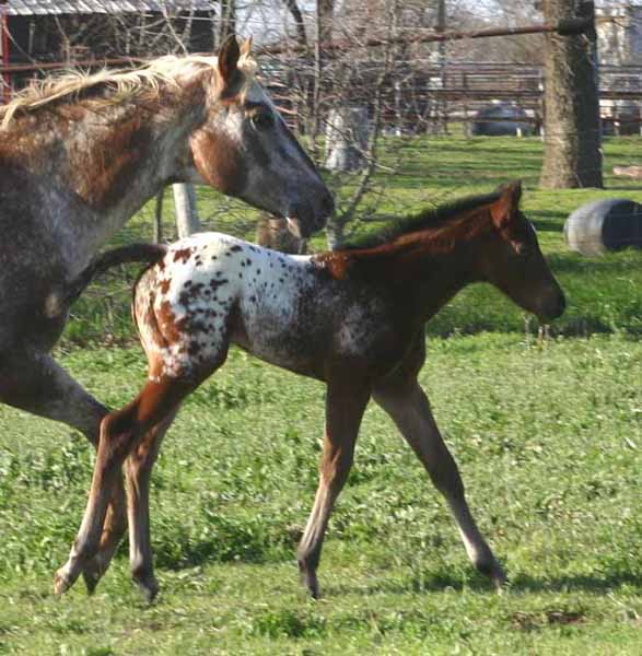 2013 Filly, Impulsive Niki by Impulsive Zipper x Illustrator.
