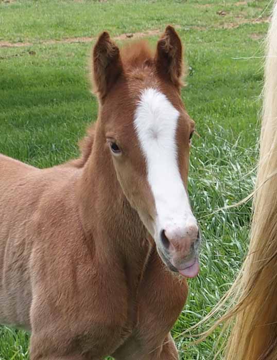 2015 colt, Illustrated Angel x Invitational