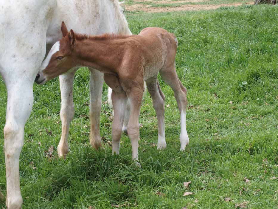 2015 colt, Illustrated Angel x Invitational