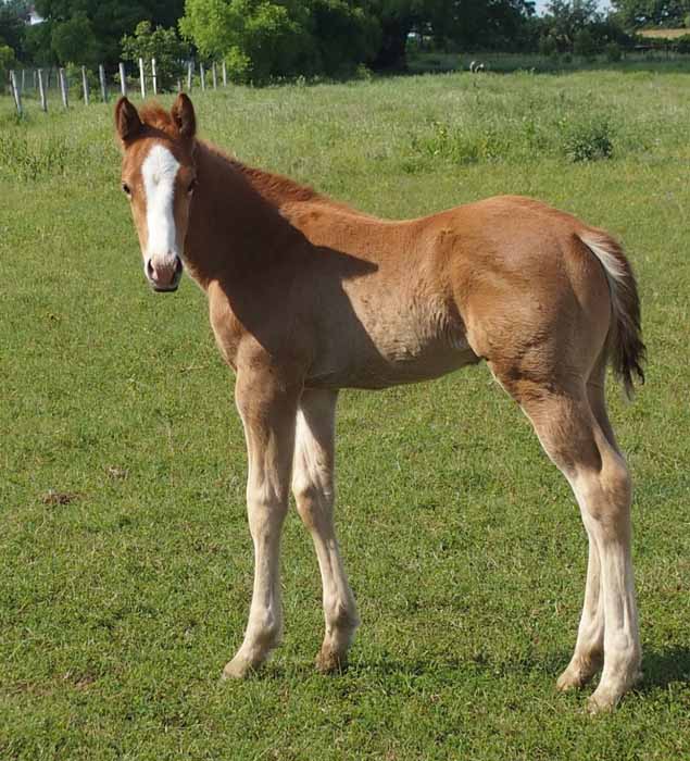 2015 colt, Illustrated Angel x Invitational