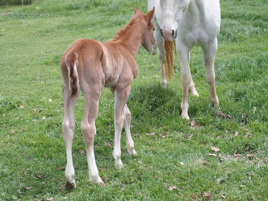 2015 colt, Illustrated Angel x Invitational