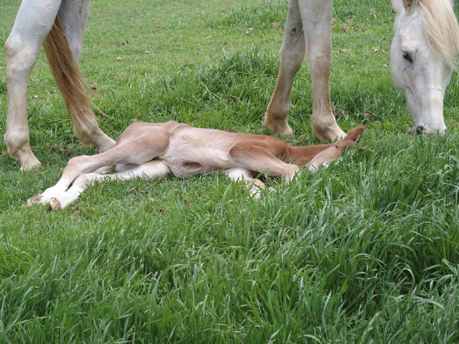 2015 colt, Illustrated Angel x Invitational